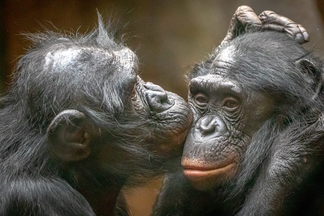One bonobo kissing another on the cheek