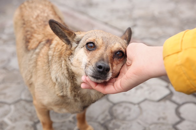 Woman stroking homeless dog on city street, closeup.