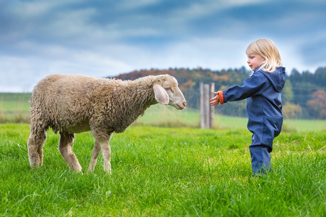 Young girl embracing sheep in a field.