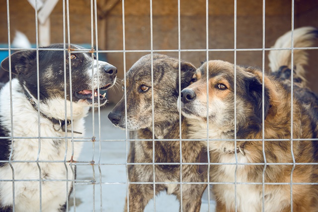 Dogs inside a caged enclosure.