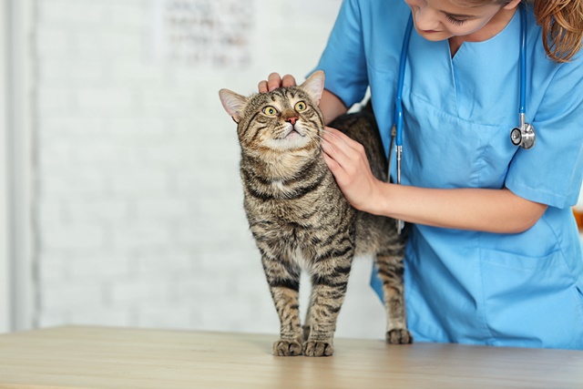 Veterinarian doctor checking cat at a vet clinic.
